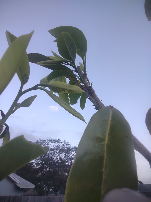 muricata-aphid2