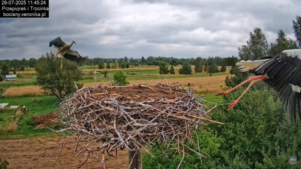 29072025bociany24