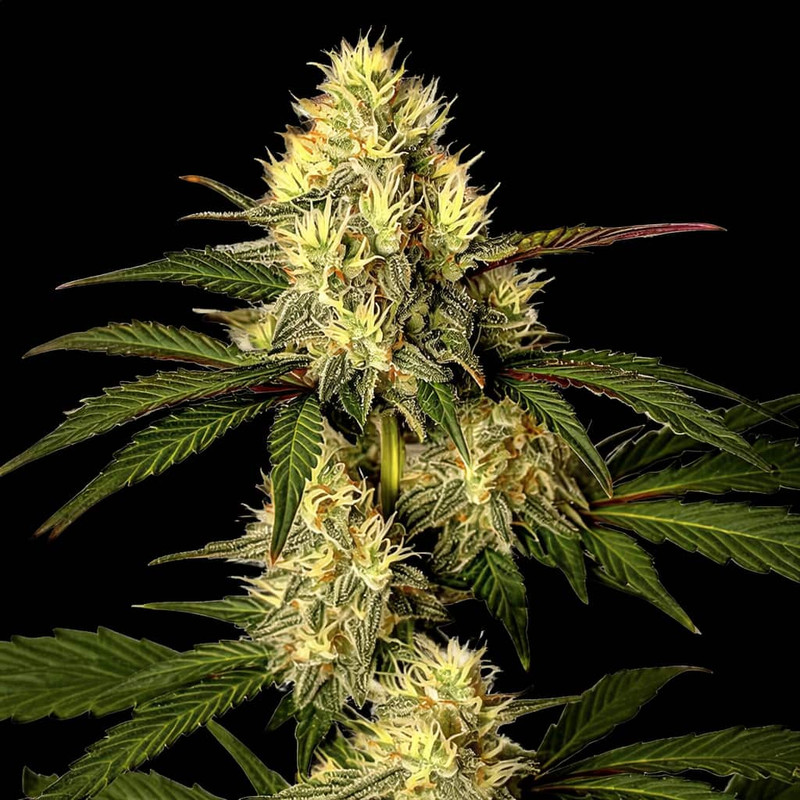 Super Glue strain