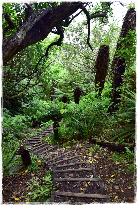 Fiordland NP: Humpridge Track (febrero 2021) - Escapadas y rutas por la Nueva Zelanda menos conocida (7)