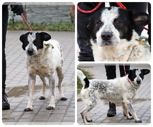 BeFunky-collage (15)