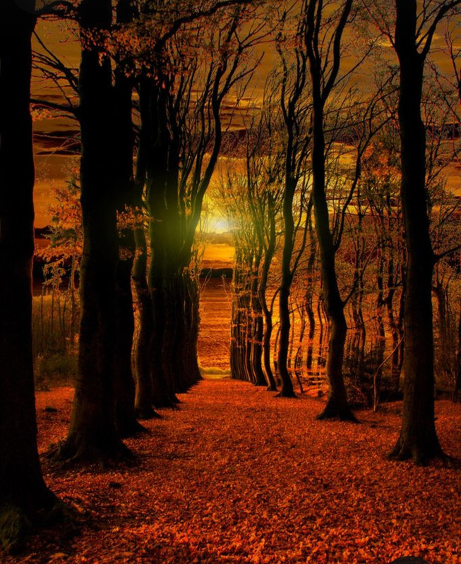 Screenshot_20231112_231600_Pinterest