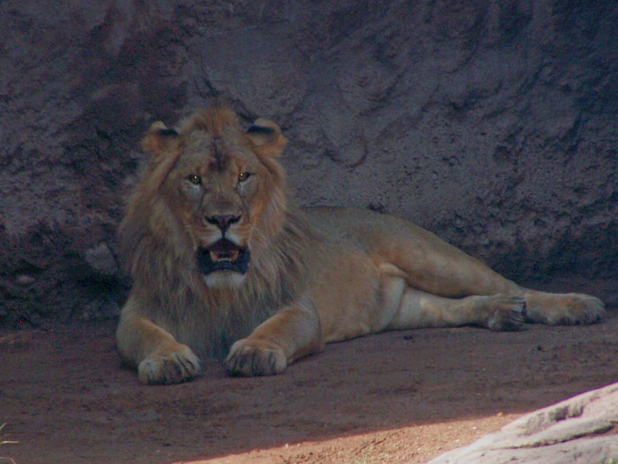 lion-stock-16-by-rejects-stock-d4a4r2q-fullview.jpg