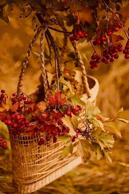 Screenshot_20231113_231008_Pinterest