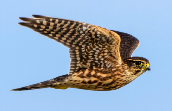 merlin bird in flight