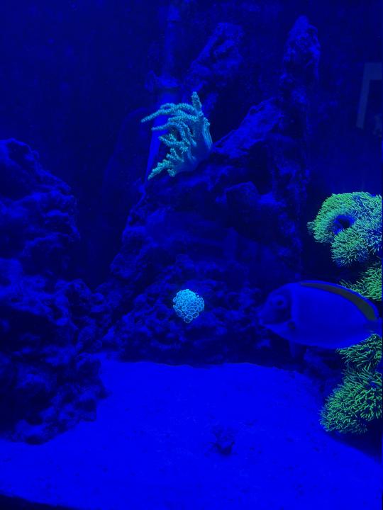 reef 4