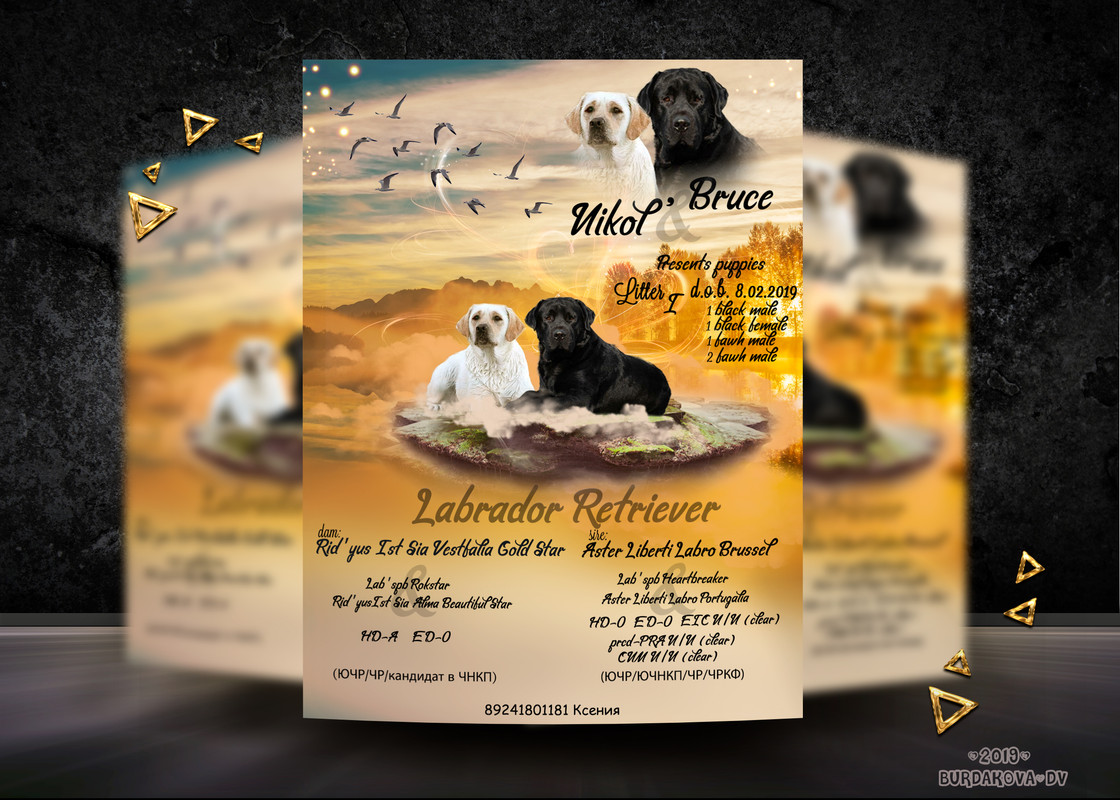 презен лабрадоры1