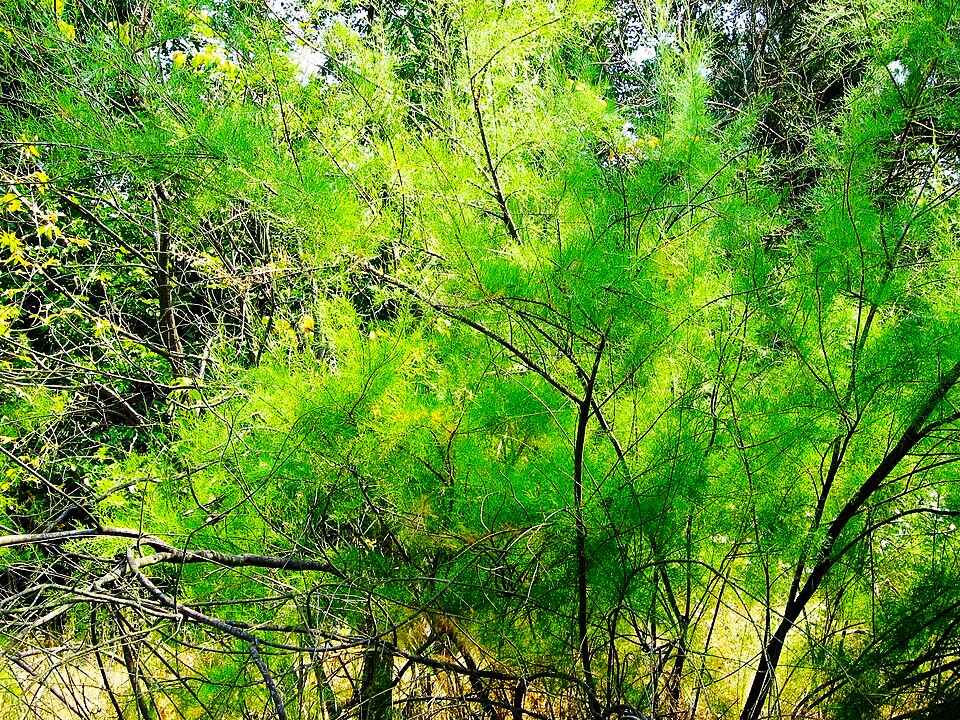 Tamarix gracilis 08(01) Khortytsya