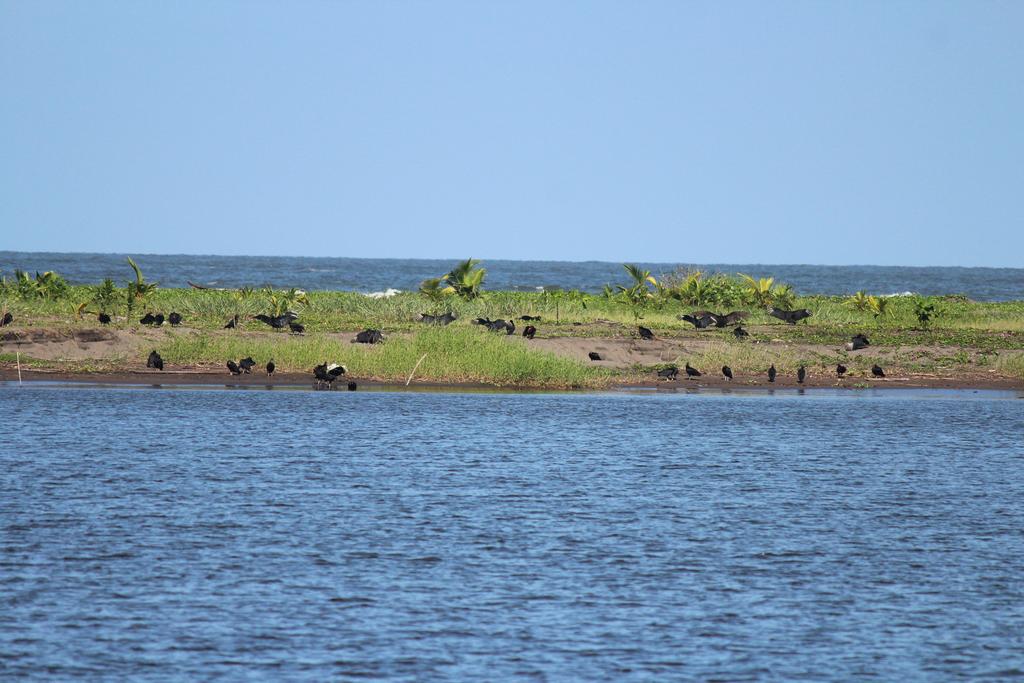 DIA 3: CANALES, COLINAS Y TORTUGAS - DE TORTUGAS Y PEREZOSOS. COSTA RICA 2019 (50)