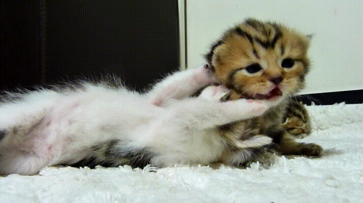 1000020048.gif