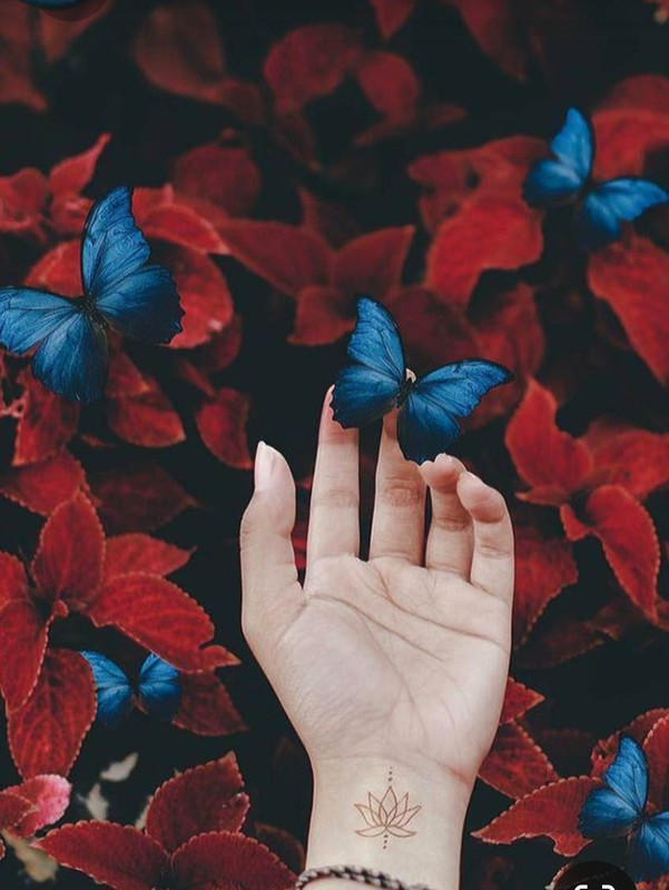 Screenshot_20230327_005549_Pinterest