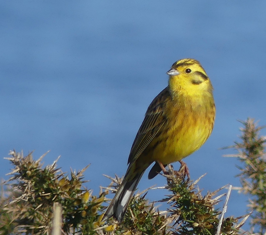 YELLOWHAMMER 3 310324