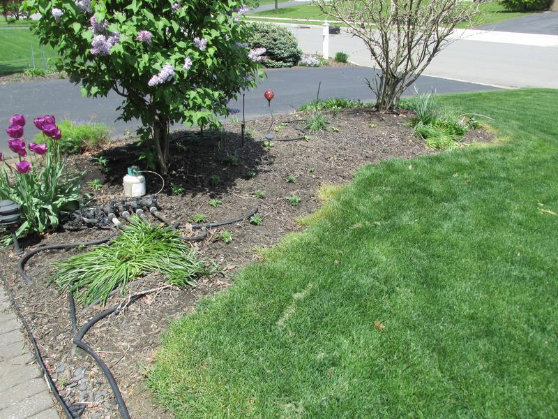 Lawn and Gardens  05.04.2019  (2)