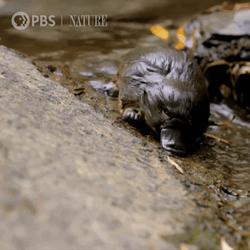 clumsy-baby-platypus-f9wzpnqt9qnb3bua.gif