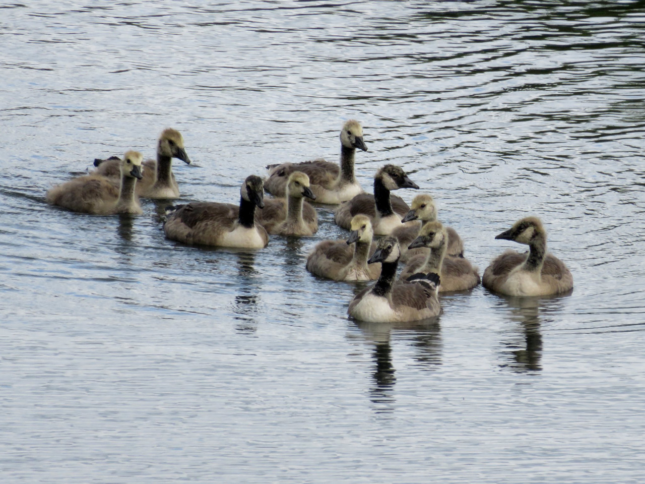 A creche of Canada geese
