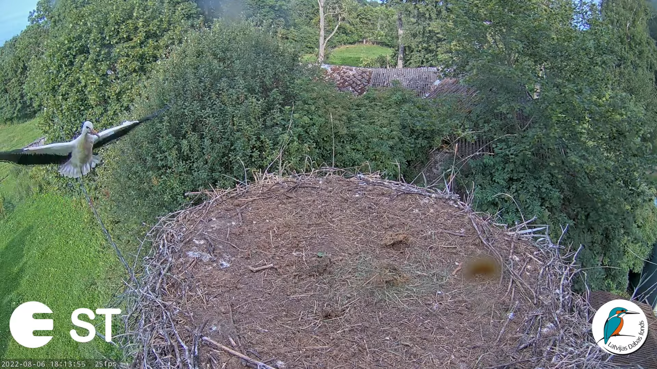 Baltie stārķi (Ciconia ciconia) Tukuma novadā - LDF tiešraide __ White storks in Tukums, Latvia 14-9