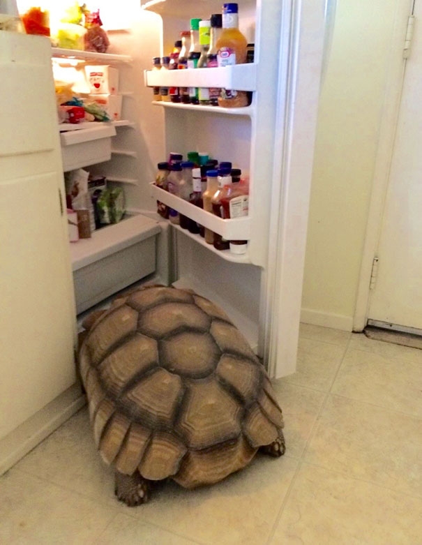 «Я проснулся и увидел это» — люди делятся смешными и милыми фотографиями своих домашних животных