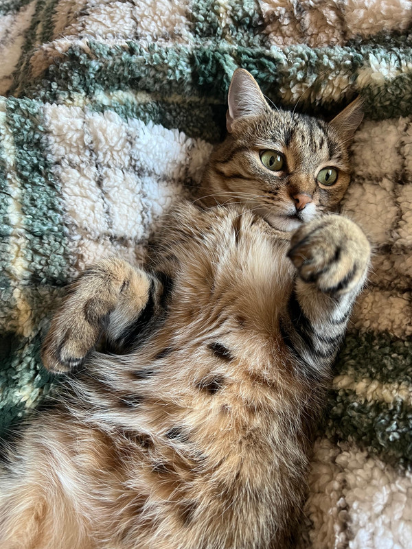 Whats App Image 2025 12 26 at 11 34 39