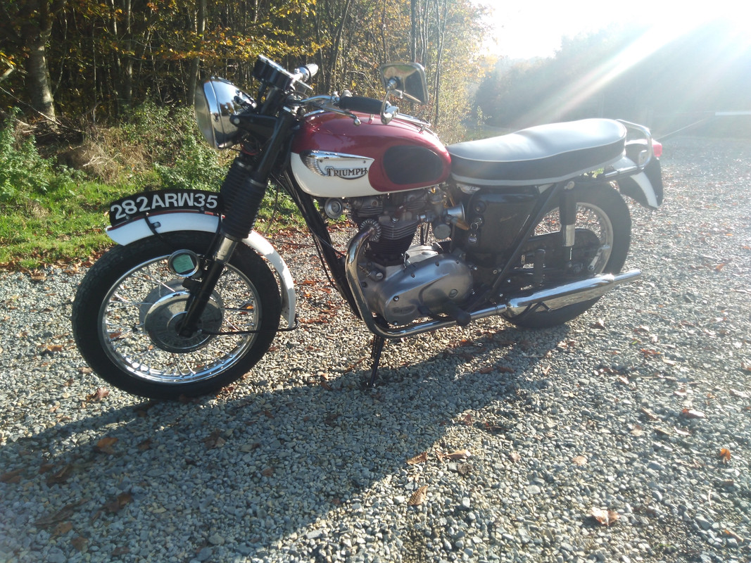 Bonnie dans les bois (6)