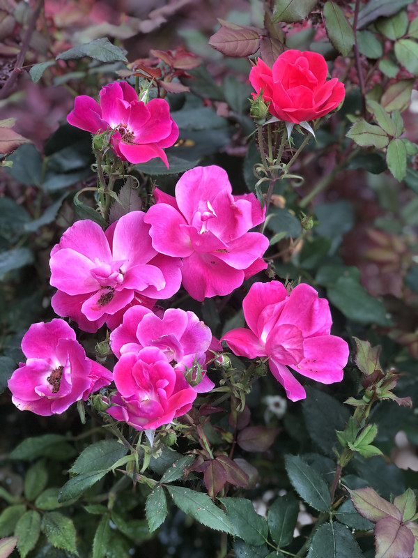 B95C2474-A80D-4A45-BFA4-88B42E05B10A