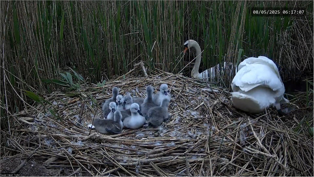 🔴 TIEŠRAIDES Gulbju ligzda 🦢 _ Putnu kameras _ Roberts E. Fullers 5-0-16 screenshot