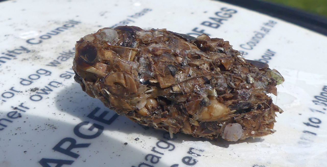 OWL PELLET 3 260824