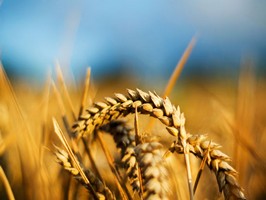 Украина в прошлом году увеличила производство зерновых почти на 13%