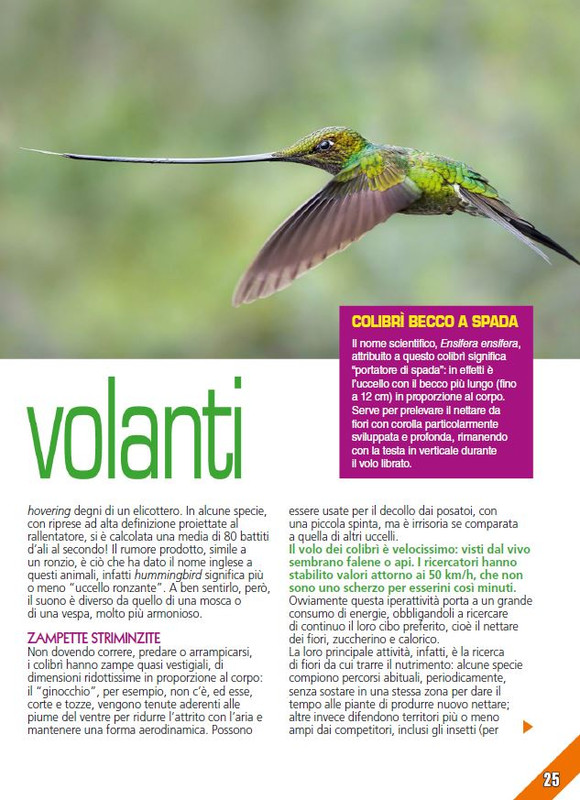 Foc Wil - Giu 2024 (4)