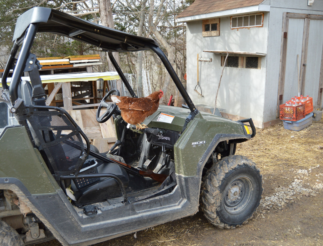 2015-3-9 Chickens (36)