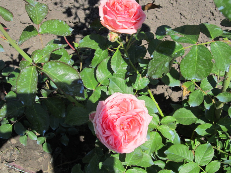 IMG_1667[1]