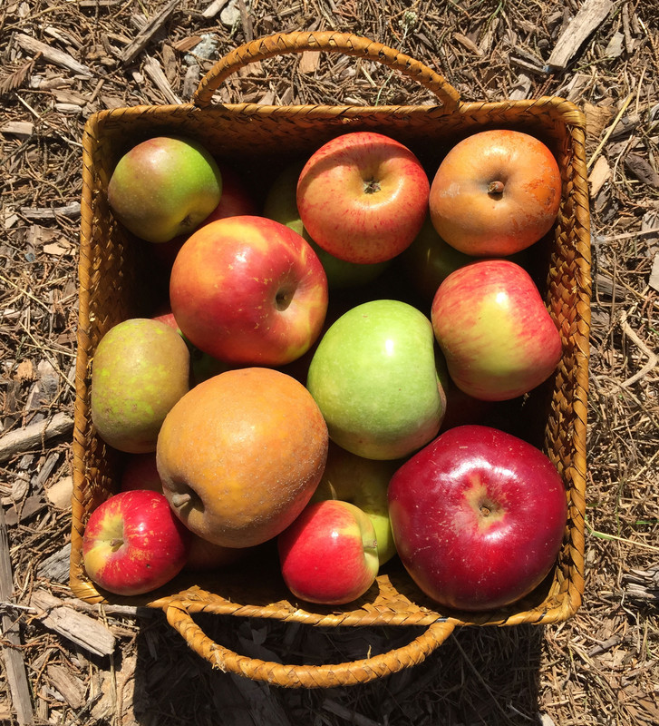AppleSampler1
