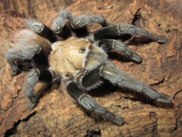 31