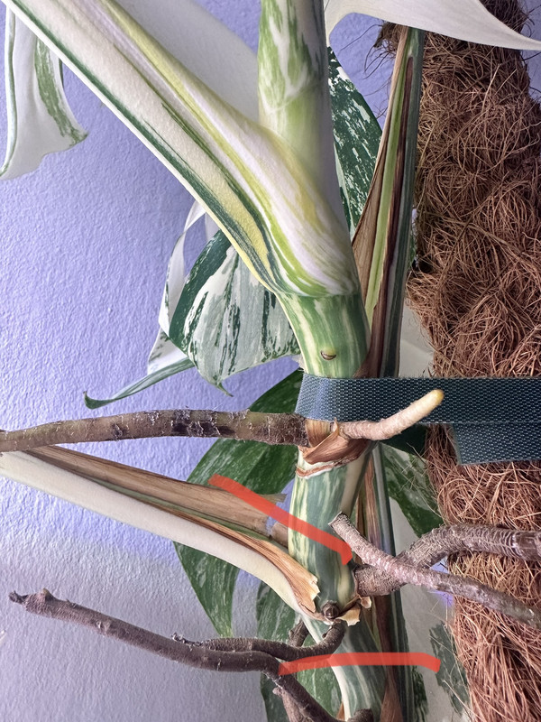 EF3F6312-98A7-4BCD-9B74-25B13AB63489