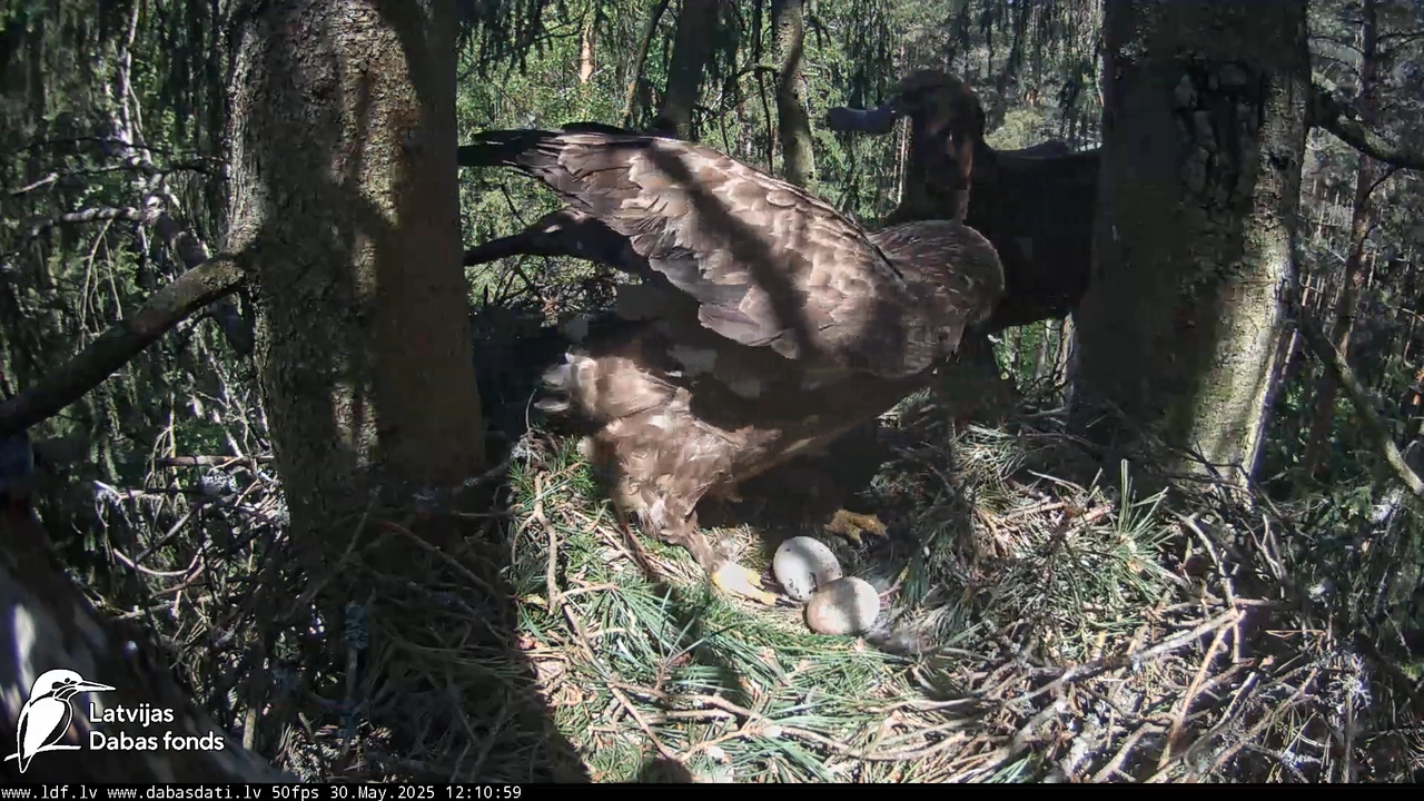 Mazais ērglis (Clanga pomarina), ligzda eglē __ Lesser spotted eagle in spruce, Zemgale, Latvia 11-5
