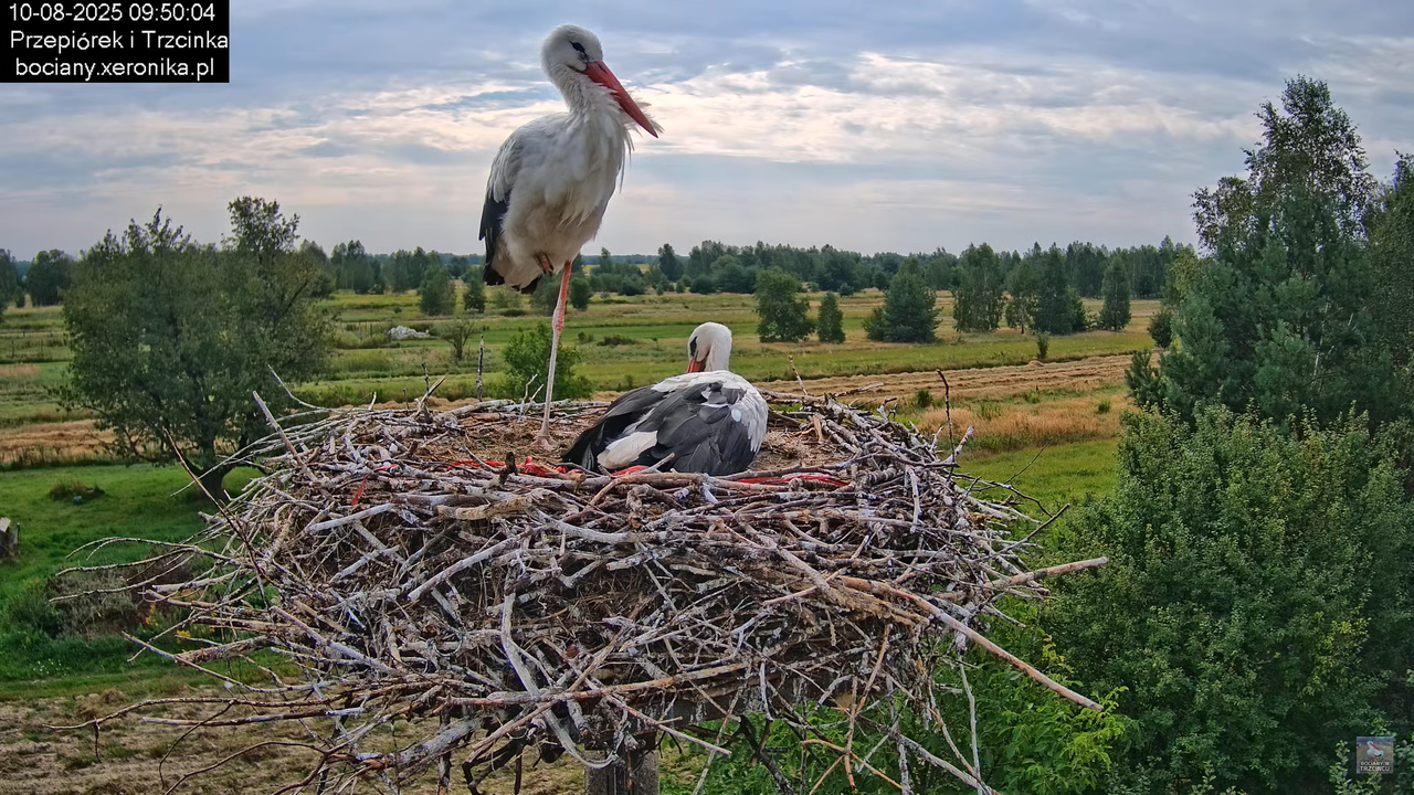 10082025bociany12