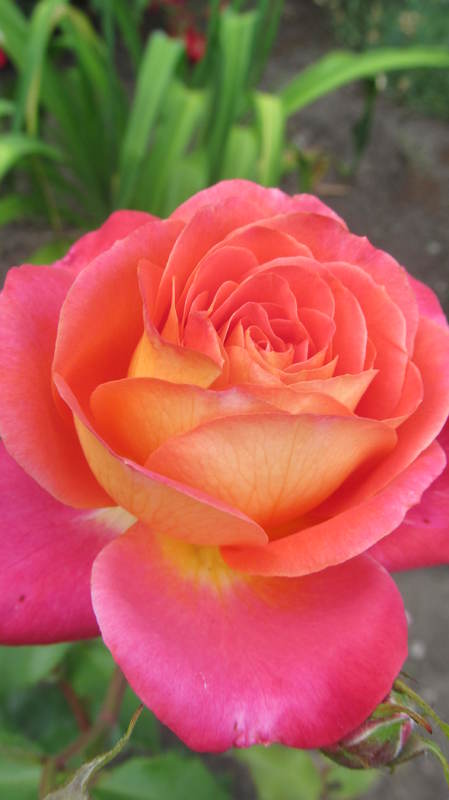 043