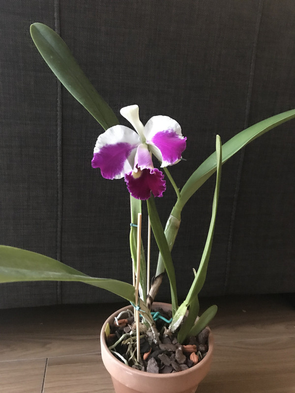 A1051F7D-D0B4-4735-9967-30F85DD58A5E