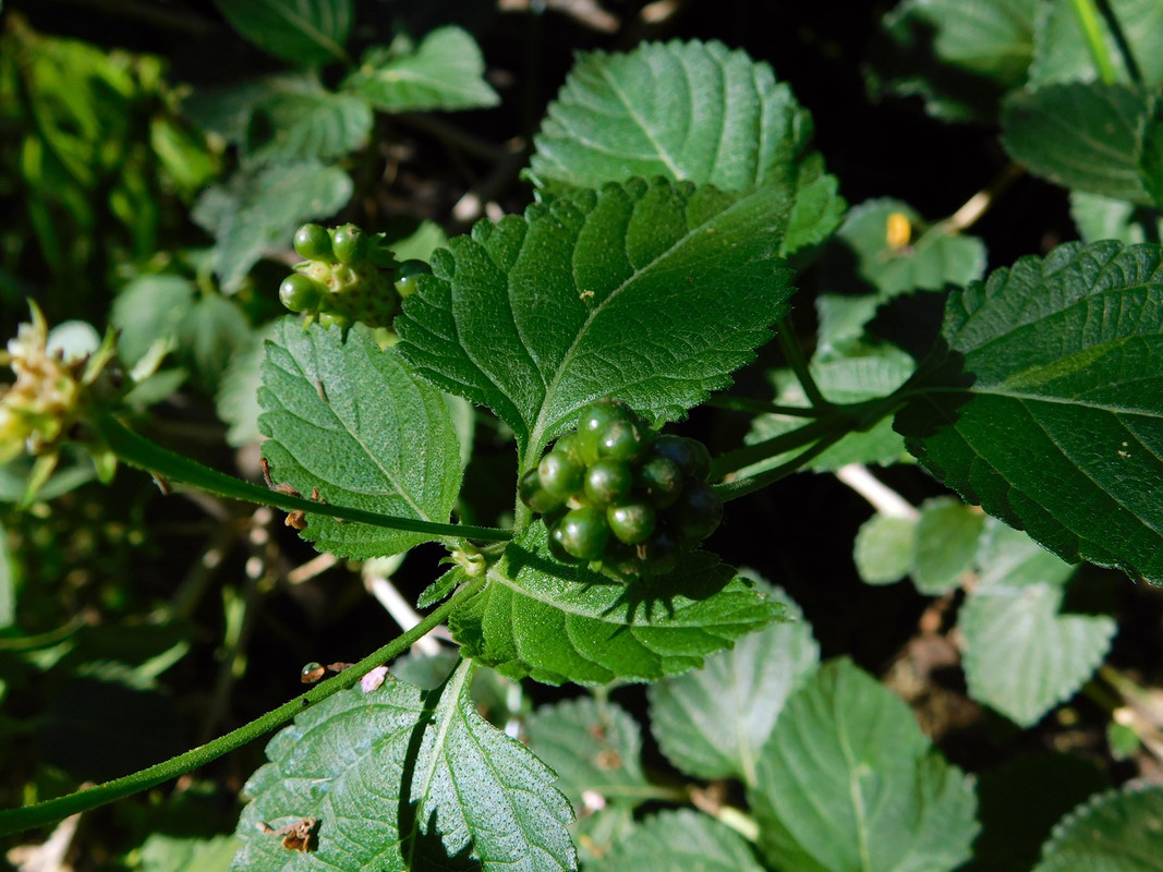 DSCN5376.jpg