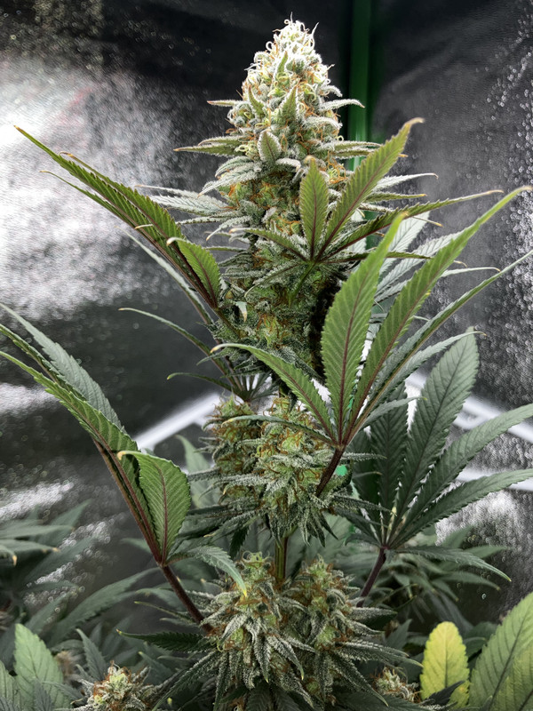 E33C6E65-DE71-48E4-86B1-B1B27DA72B8E