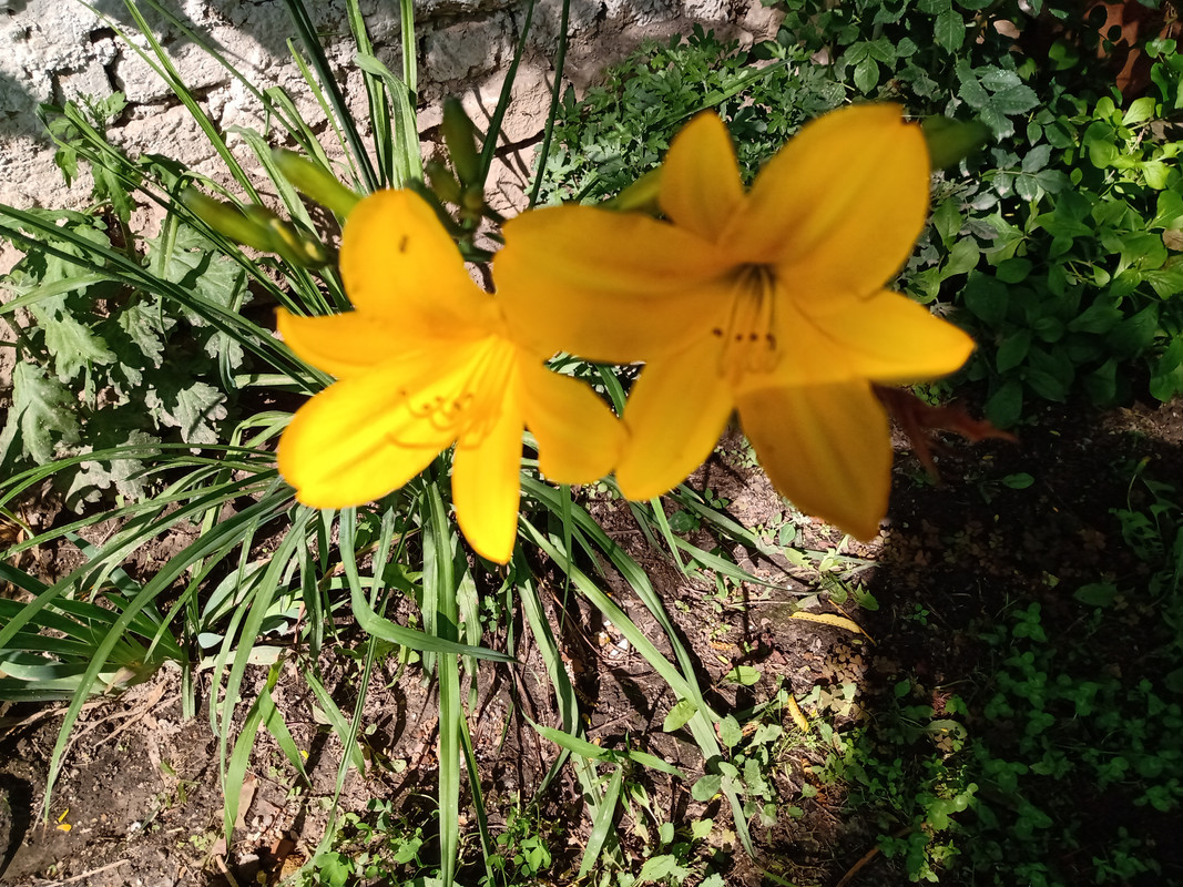 IMG_20210623_163715774