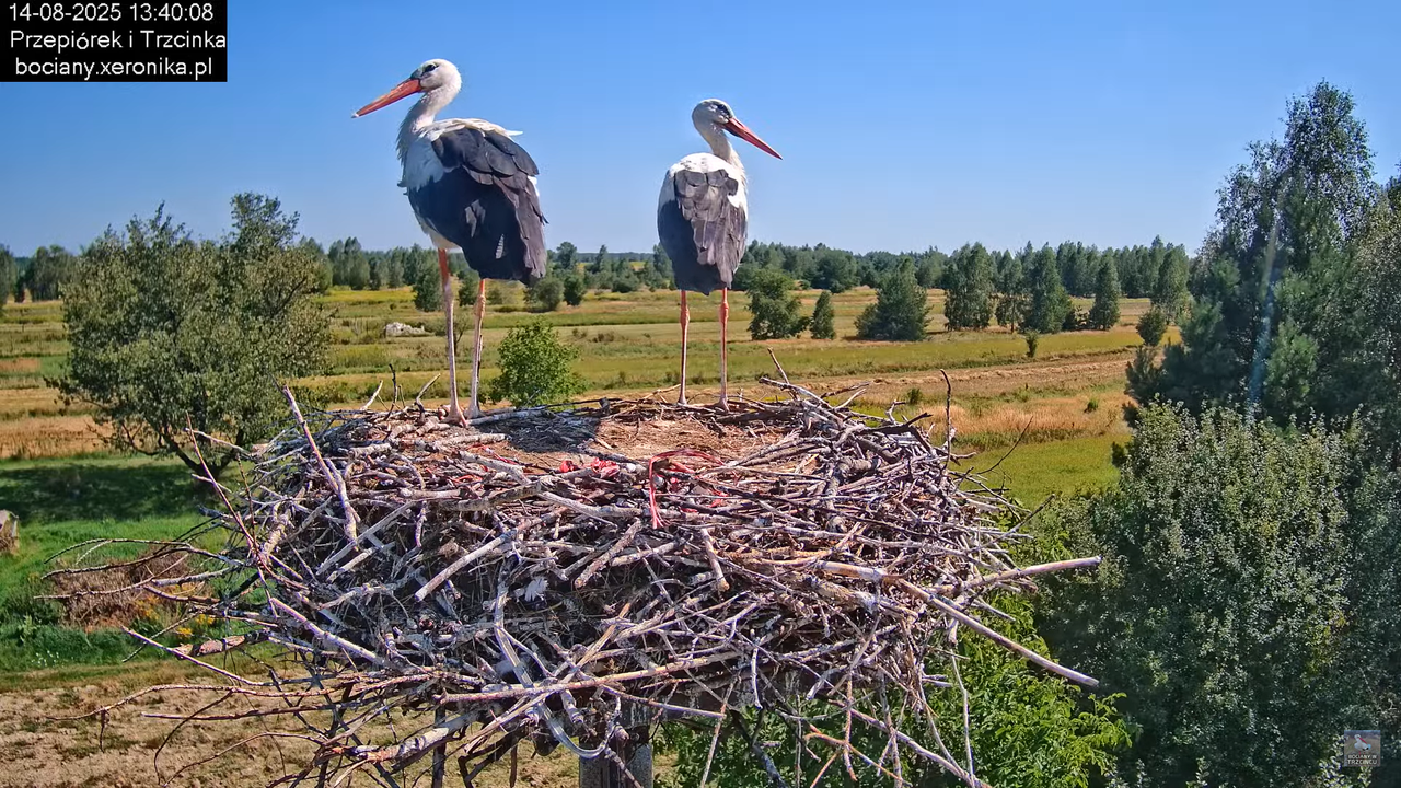 14082025bociany24
