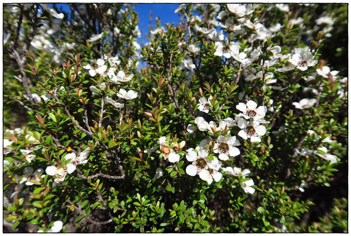 Escapadas y rutas por la Nueva Zelanda menos conocida - Blogs de Nueva Zelanda - Kahurangi NP: Heaphy Track (Navidad 2020, III) (15)