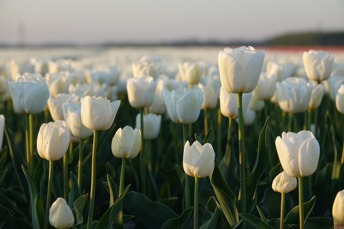 white-tulips-5104494-1280.jpg