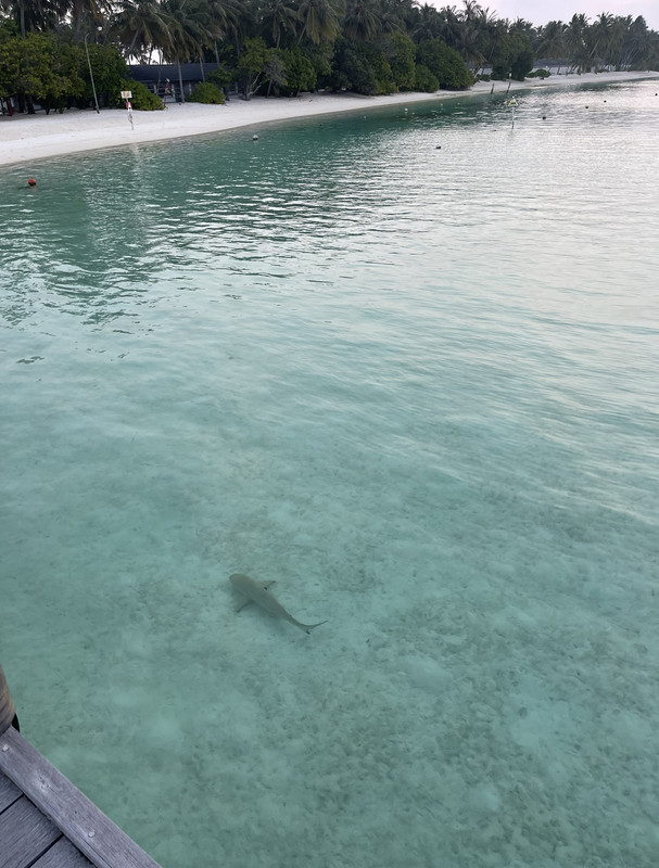 5628406A-ABBD-4246-9001-DFC3B4A2A0D8