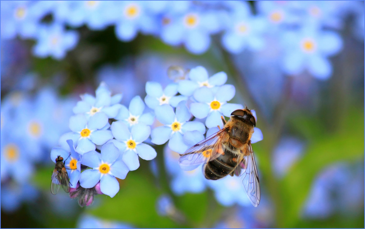 blueflowersbrownbee.jpg