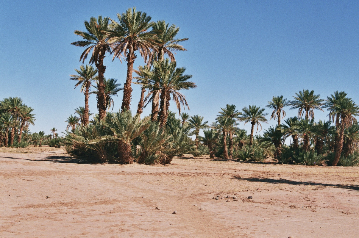 Mhamid el Ghizlane, en la frontera del Sáhara - El Valle del Drâa, la gran arteria del sur de Marruecos (29)