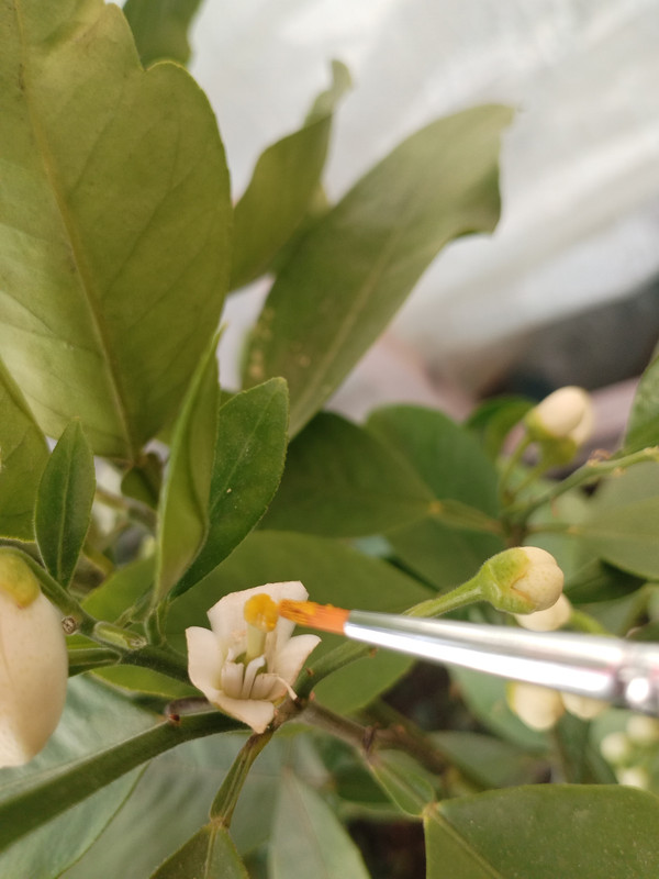 IMG_20240411_180032