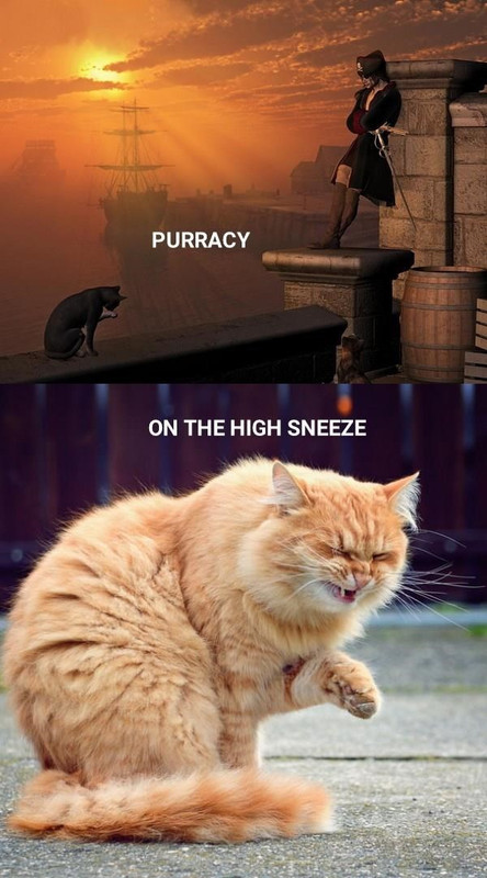 purrate-day