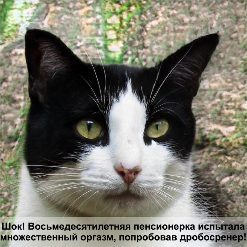 окрасы кошек фото