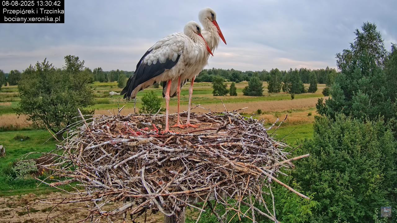 08082025bociany17